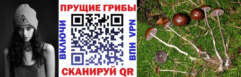 Купить где  Гаврилов-Ям  Псилоцибиновые грибы Cubensis 